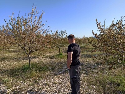 Voćnjak višnje maraske u Šestanovcu Voćnjak višnje maraske u Šestanovcu