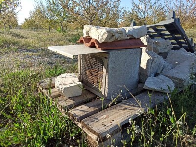 Voćnjak višnje maraske u Šestanovcu Voćnjak višnje maraske u Šestanovcu