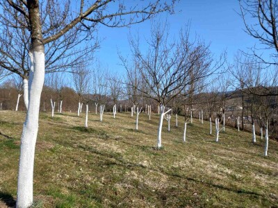 Voćnjak Željka Bubića Voćnjak Željka Bubića