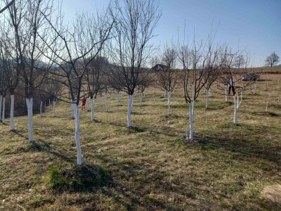 Voćnjak Željka Bubića Voćnjak Željka Bubića
