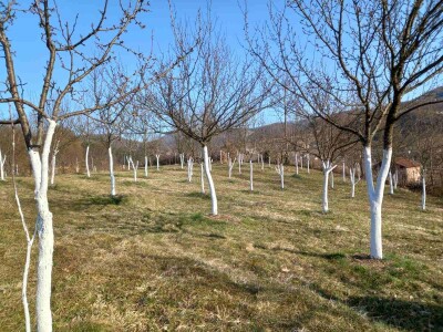 Voćnjak Željka Bubića Voćnjak Željka Bubića