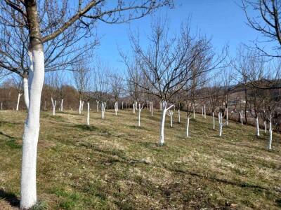 Voćnjak Željka Bubića Voćnjak Željka Bubića