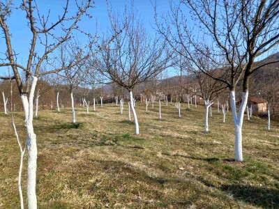 Voćnjak Željka Bubića Voćnjak Željka Bubića