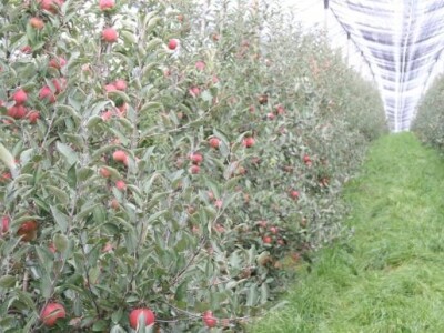 Pogled na voćnjak Pogled na voćnjak