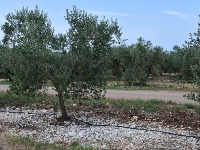 Voda i ekologija budućnost su suvremenog turizma i poljoprivrede