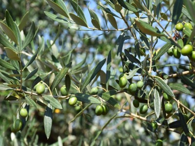 Voda i ekologija budućnost su suvremenog turizma i poljoprivrede