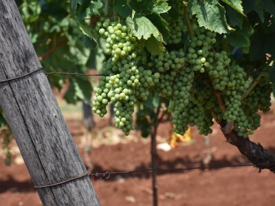 Voda i ekologija budućnost su suvremenog turizma i poljoprivrede