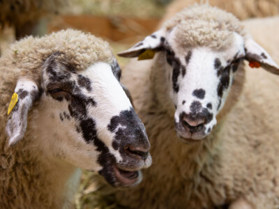 Vodeći sajam za animalnu proizvodnju - EuroTier u Hannoveru