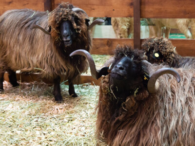 Vodeći sajam za animalnu proizvodnju - EuroTier u Hanoveru