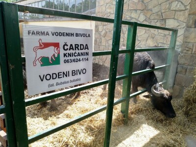 Vodeni bivo Vodeni bivo