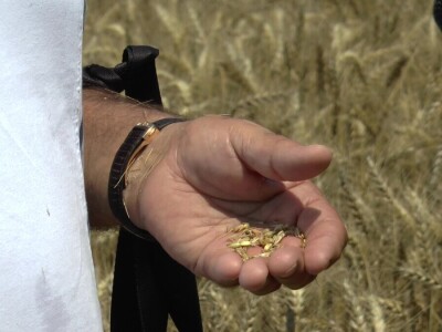 Vojvođanski paori očekuju skromnu zaradu na pšenici