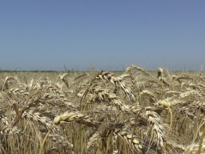 Vojvođanski paori očekuju skromnu zaradu na pšenici