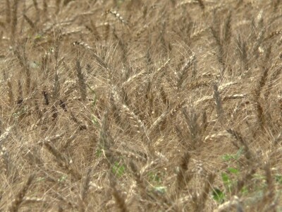 Vojvođanski paori očekuju skromnu zaradu na pšenici