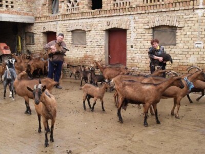 Koze na OPG Vokičić
