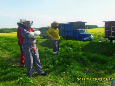 U Podravini je puno površina pod uljanom repicom