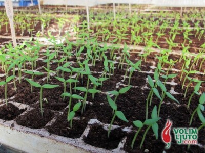 Projekt &quot;Volim ljuto&quot;