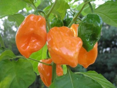 Projekt &quot;Volim ljuto&quot;