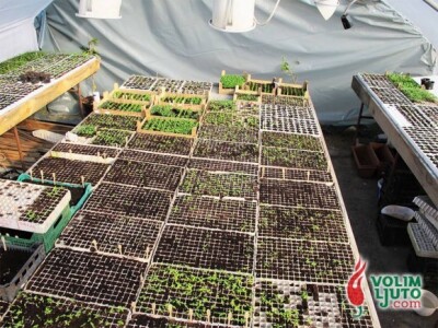 Projekt &quot;Volim ljuto&quot;