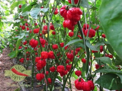 Projekt &quot;Volim ljuto&quot;