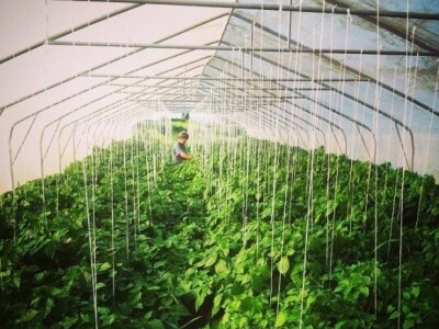 Projekt &quot;Volim ljuto&quot;