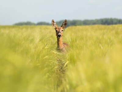 Volim svoju županiju