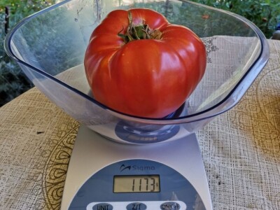 Džinovski paradajz i kivano privlače pažnju kupaca Džinovski paradajz i kivano privlače pažnju kupaca