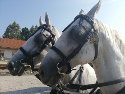 Vozočašće u Mariju Bistrici