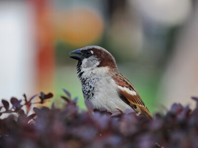 Ptice kao saveznici u poljoprivrednoj proizvodnji