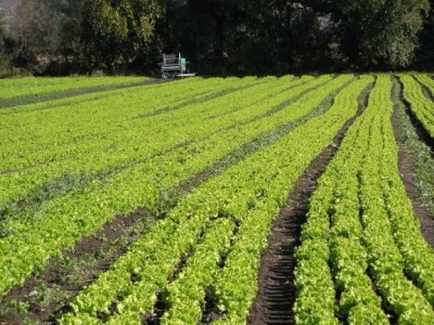 Poljoprivreda u zaleđu Biograda i Šibenika