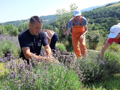 Berba lavande Berba lavande