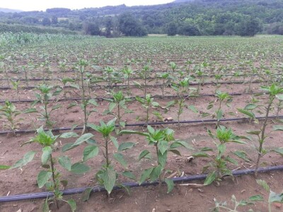 Vranje- ogledno polje