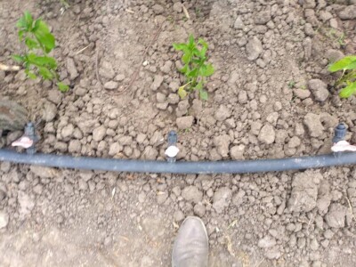 Vranje- ogledno polje