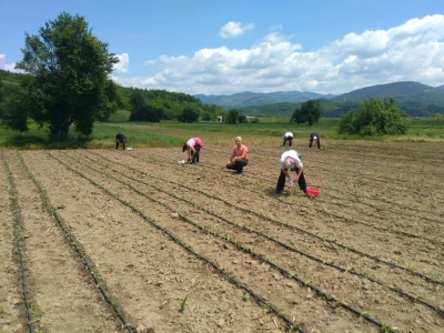 Vranje- ogledno polje