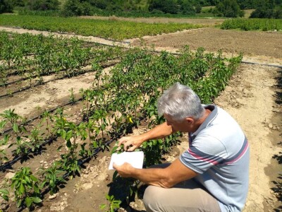 Vranje- ogledno polje