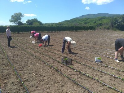 Vranje- ogledno polje