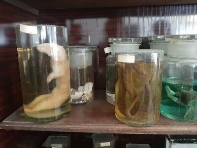 vranje- poljoprivredno - veterinarska škola