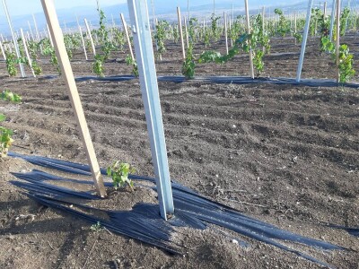 vranje- poljoprivredno - veterinarska škola