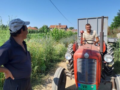 Vranje - žetva