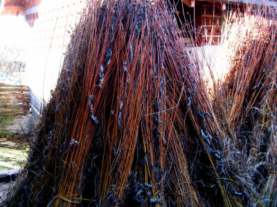 Pruće u snopovima foto Biljana Nenković