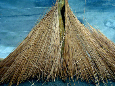 Suvo pruće nakon berbe sa plantaže foto Biljana Nenković