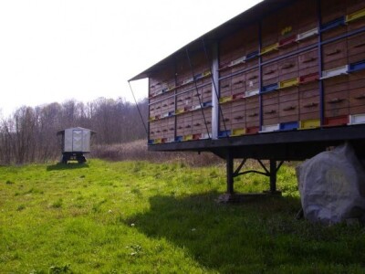 Najveće pčelinje gospodarstvo u Hrvatskoj