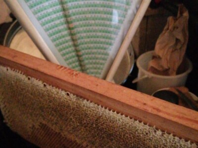 Vrcanje bagremovog meda