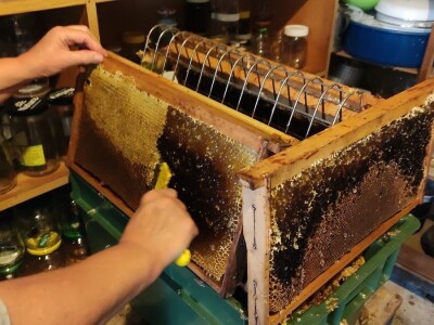 Vrcanje bagremovog meda