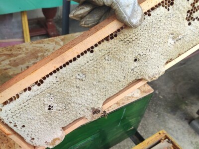 Vrcanje bagremovog meda