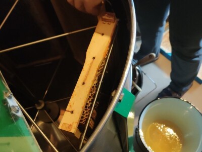 Vrcanje bagremovog meda