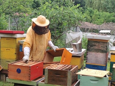 Vrcanje bagremovog meda