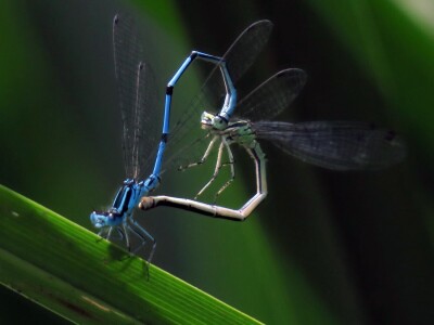 Promatranje ptica Promatranje ptica