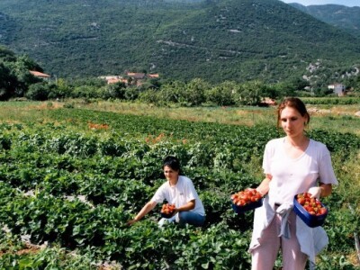 Vrgoračke eko-jagode (Kokorići)