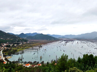 Problemi u Dalmatinskim vinogradima