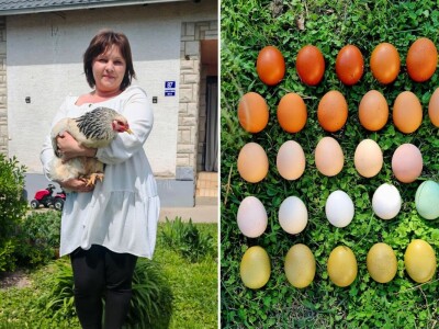 Kokoši Emine Benije Šomođi nose jaja različitih boja